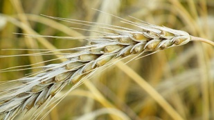 Epillets que l'on trouve partout dans le Calvados