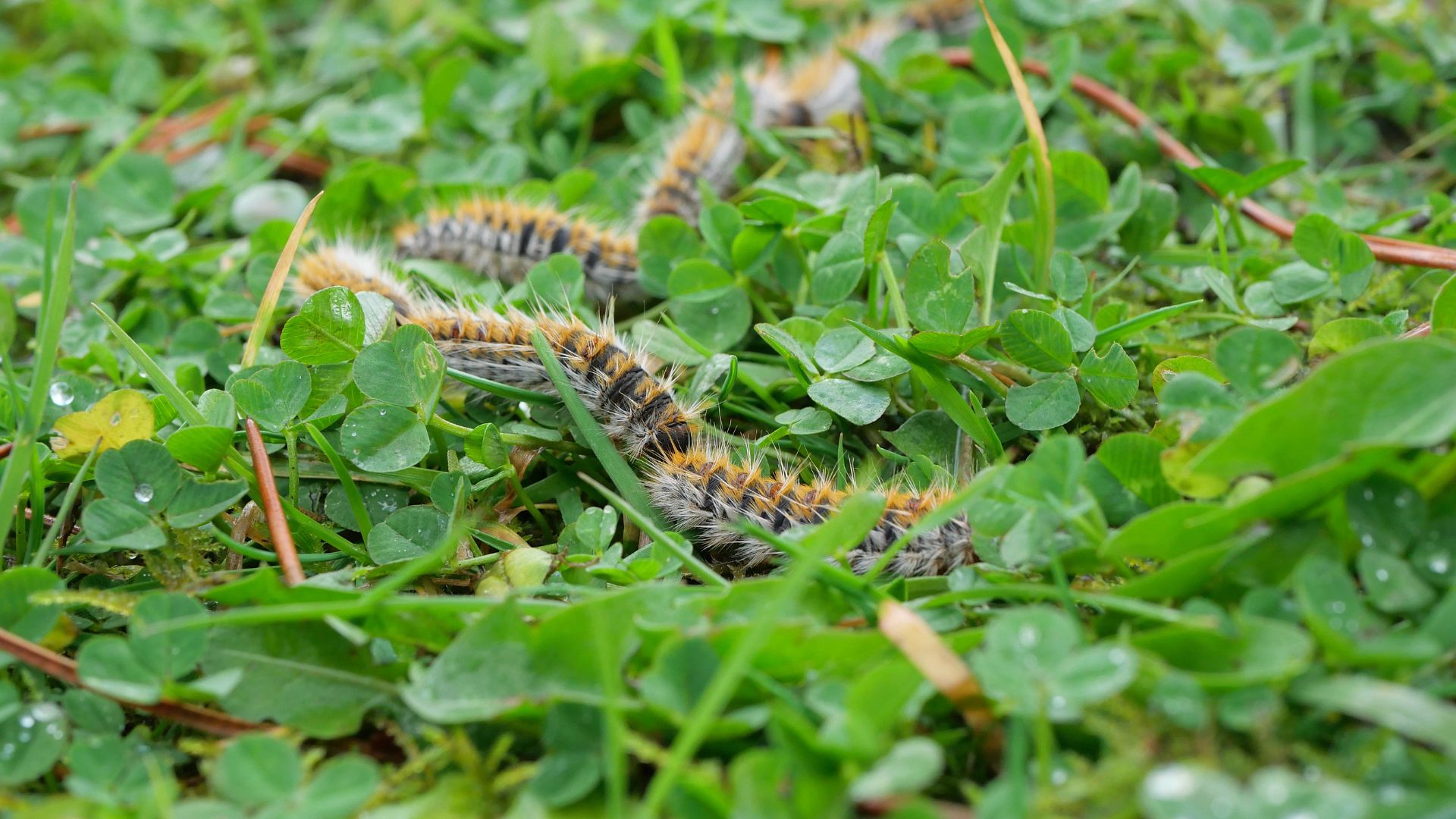 Chenille processionnaire dans différentes régions du Calvados